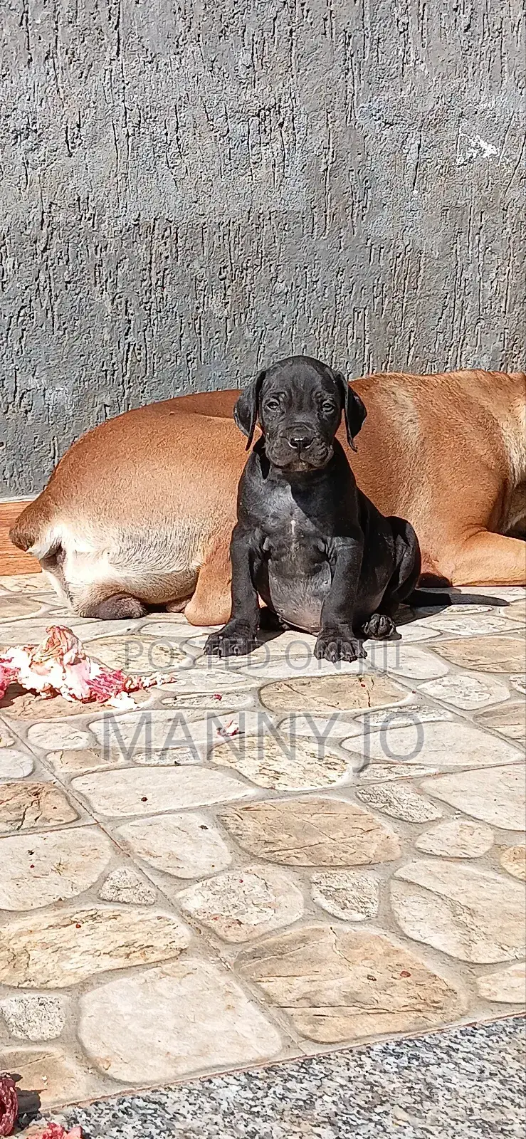 1-3 months Male Purebred Boerboel