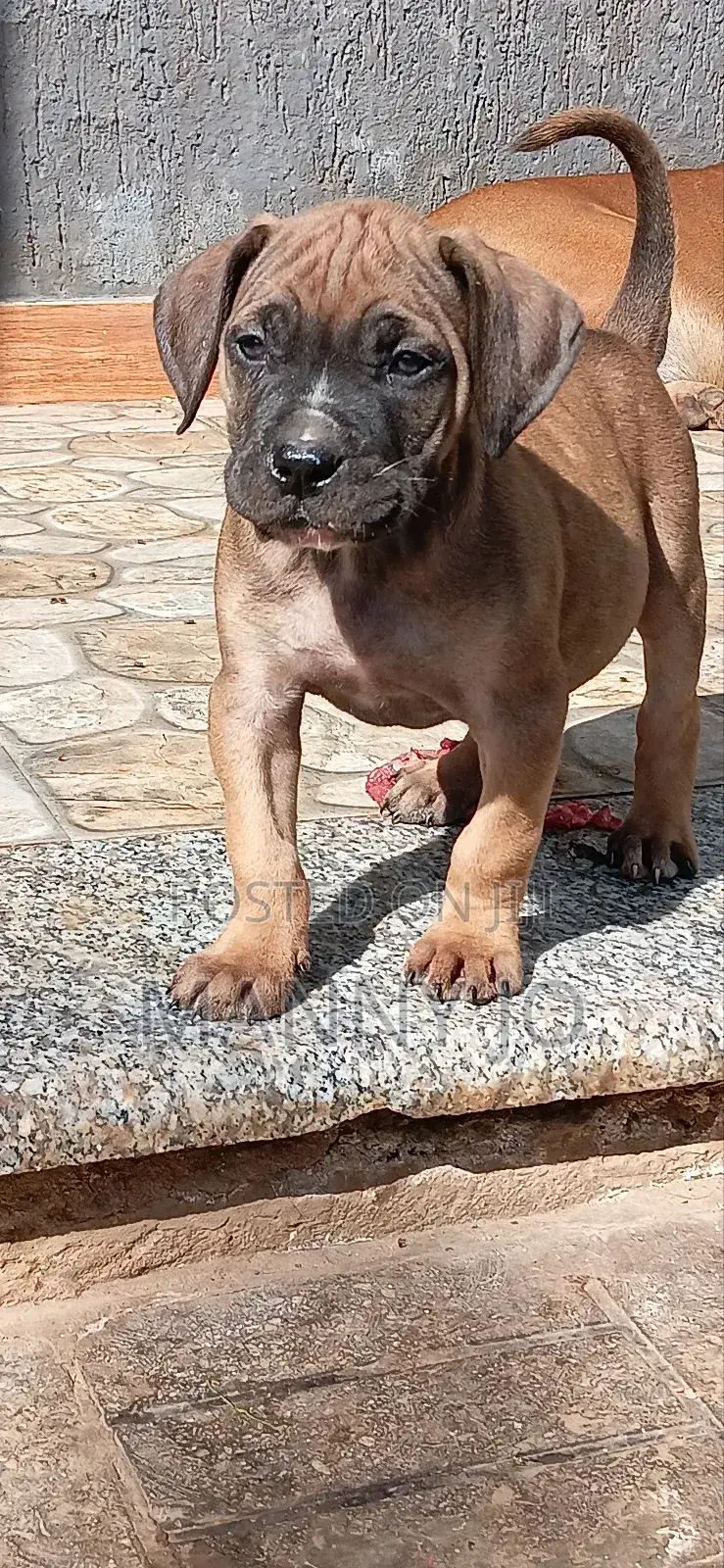 1-3 months Female Purebred Boerboel
