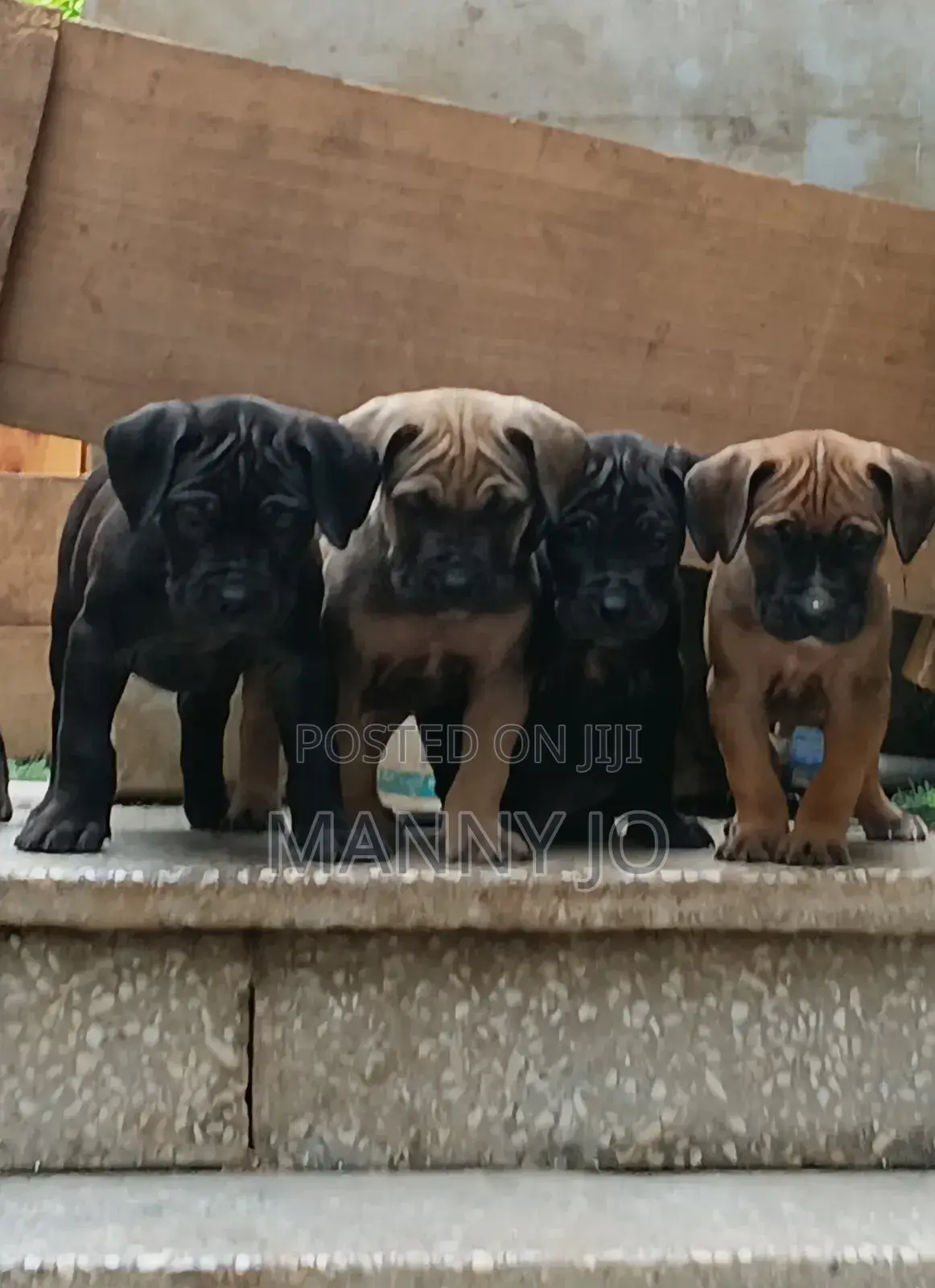 1-3 months Male Purebred Boerboel