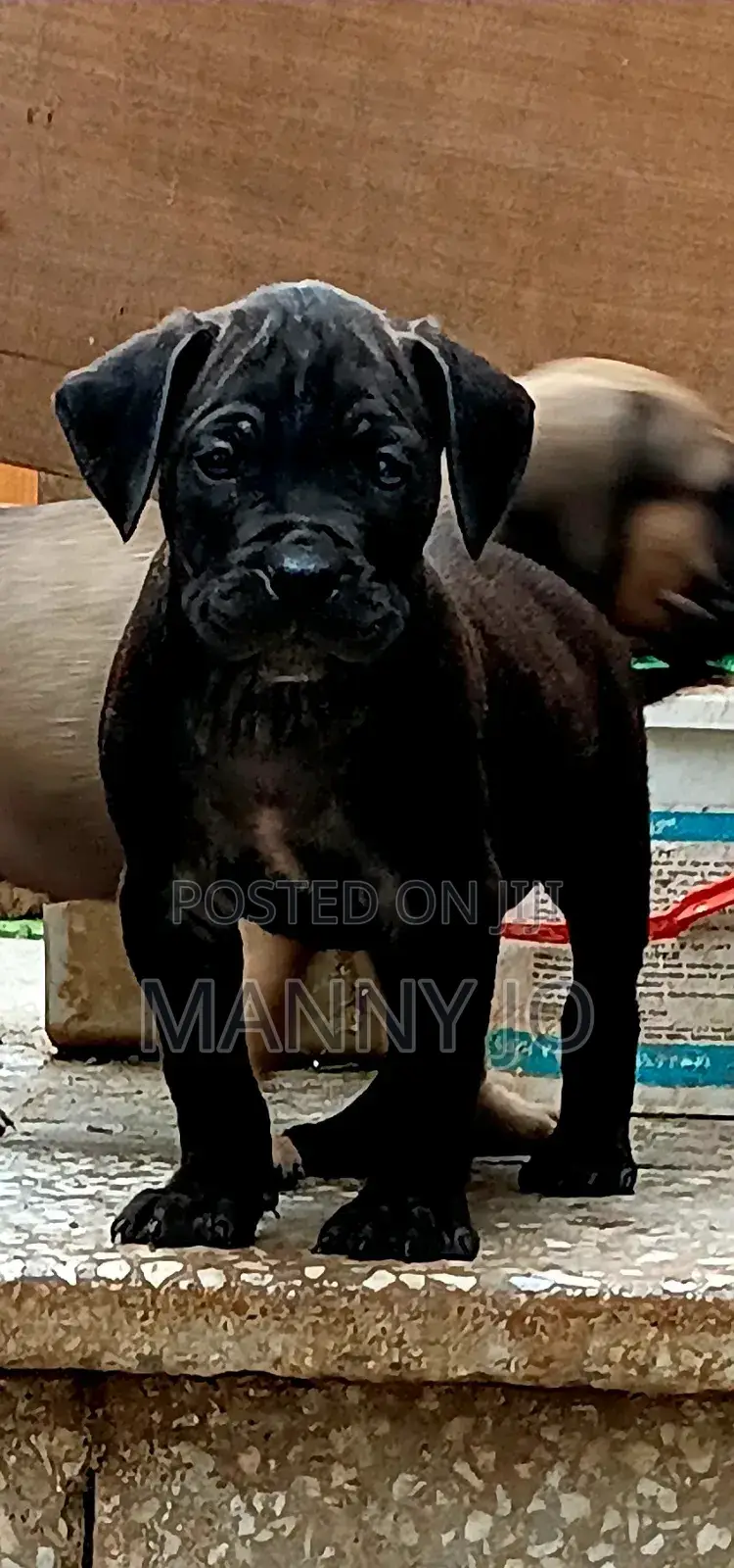 1-3 months Male Purebred Boerboel