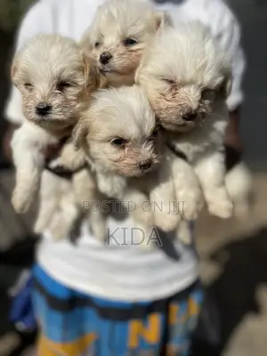 1-3 months Male Purebred Maltese