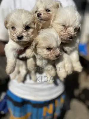 1-3 months Male Purebred Maltese