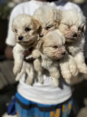 1-3 months Male Purebred Maltese