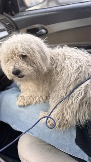 1-3 months Male Purebred Maltese