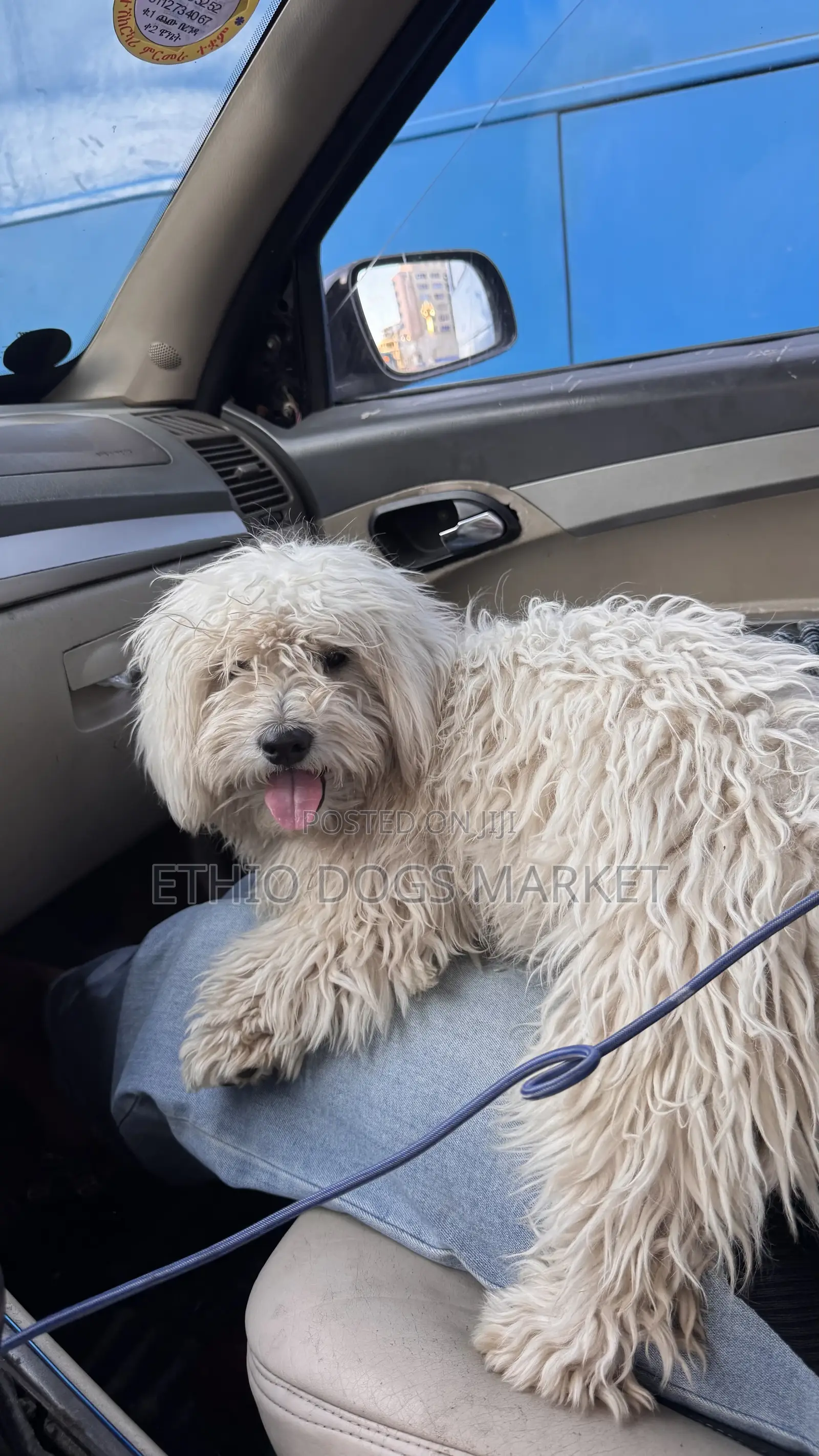 1-3 months Male Purebred Maltese