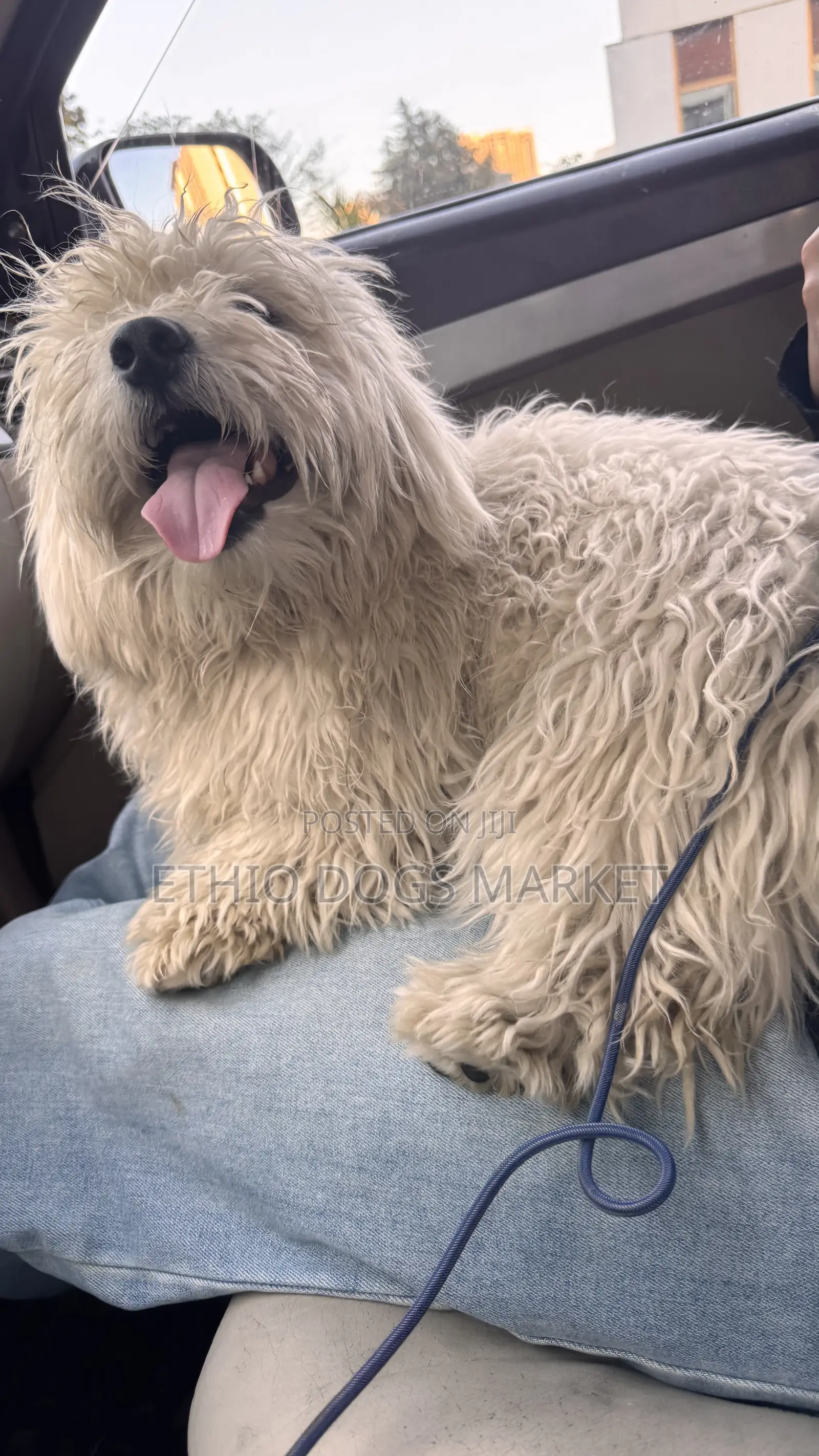 1-3 months Male Purebred Maltese