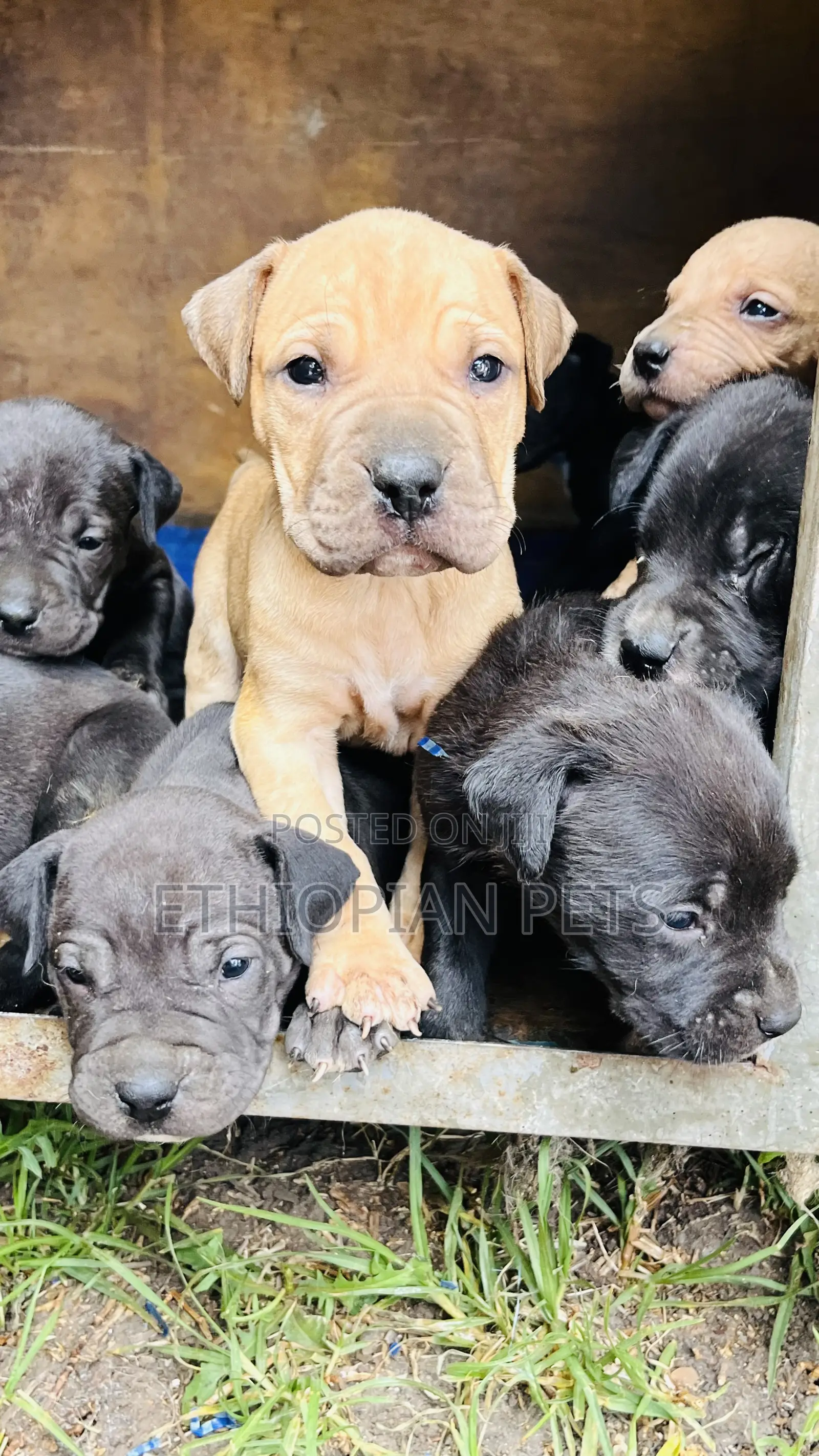 1-3 months Male Purebred American Bully