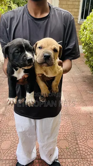 1-3 months Male Purebred American Bully