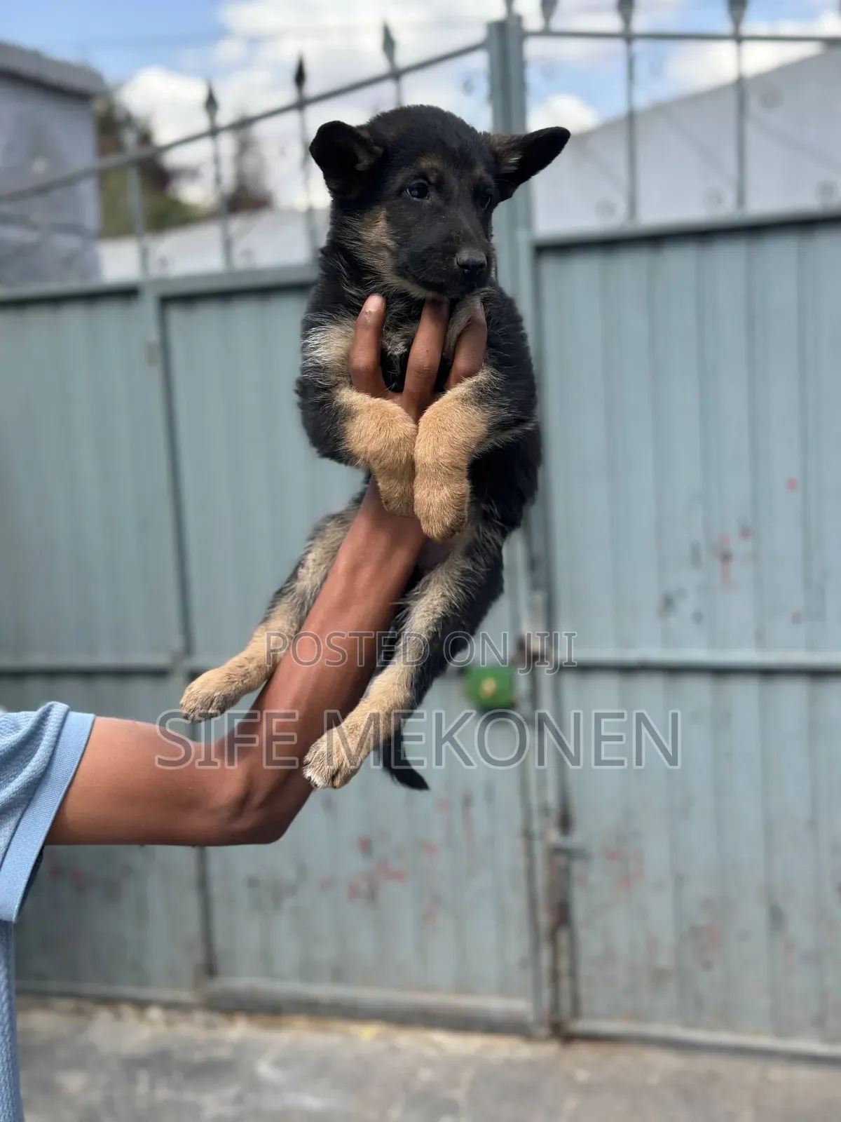 1-3 months Male Purebred German Shepherd