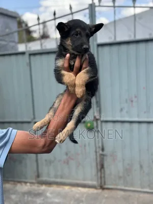 1-3 months Male Purebred German Shepherd