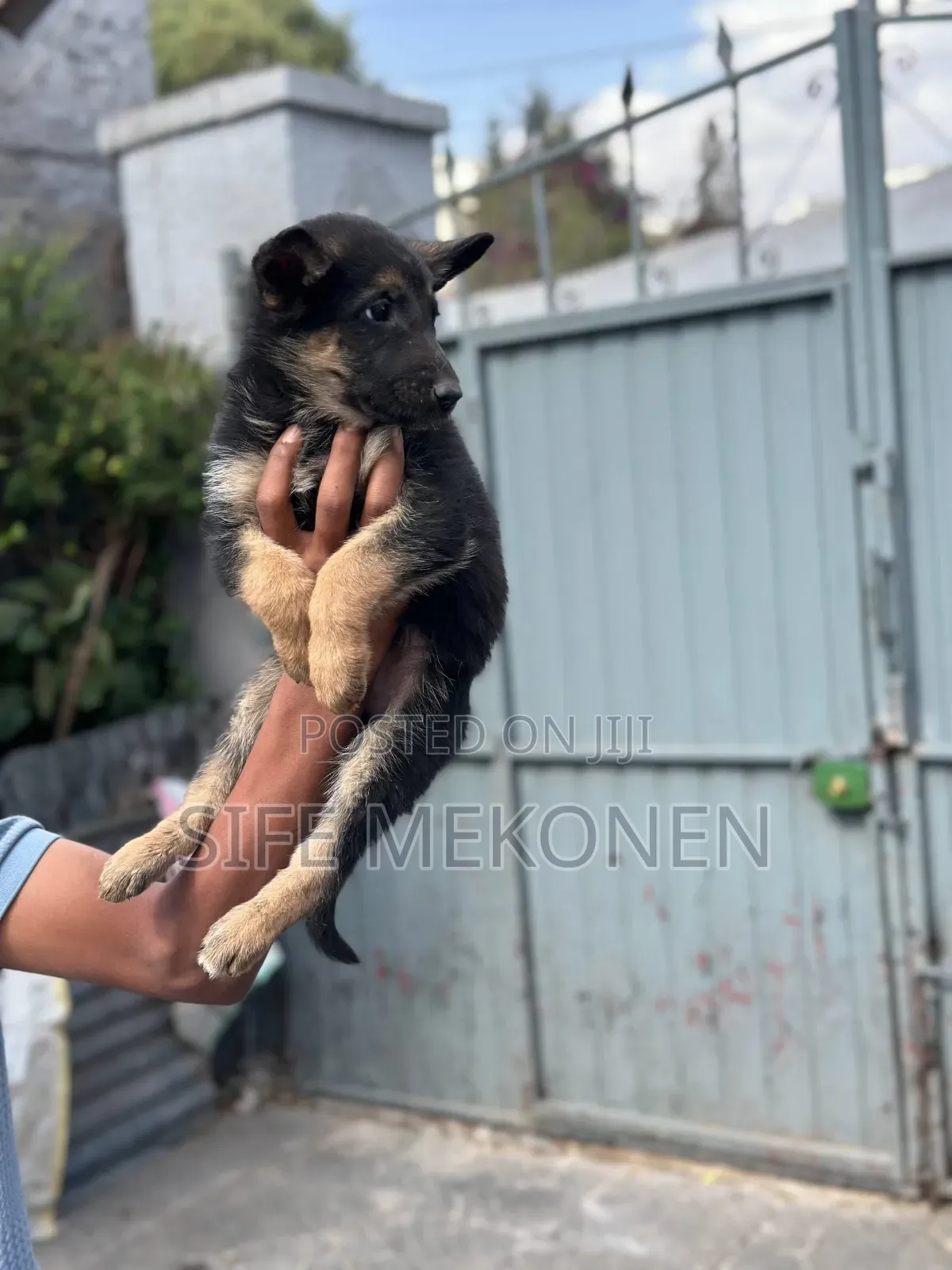 1-3 months Male Purebred German Shepherd
