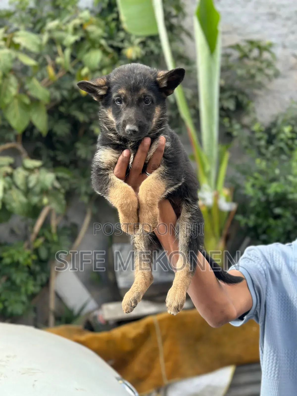 1-3 months Male Purebred German Shepherd