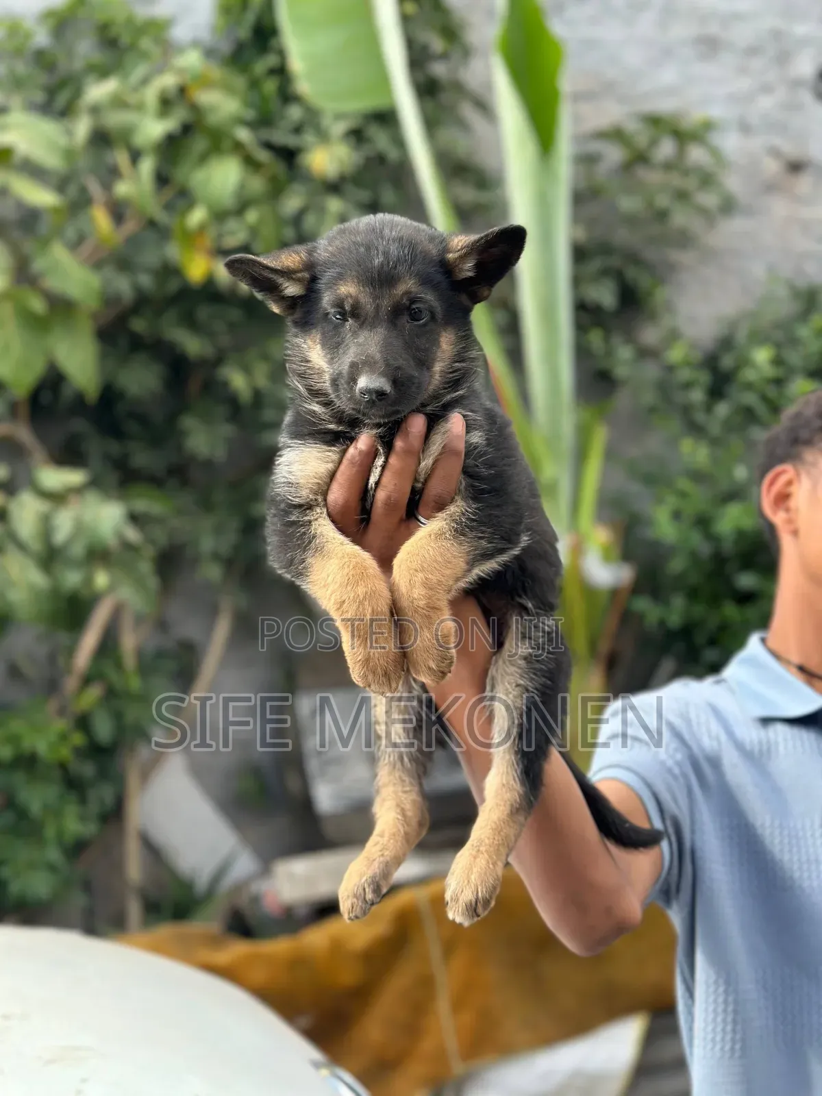 1-3 months Male Purebred German Shepherd