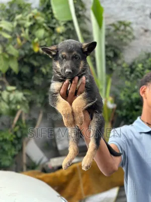 1-3 months Male Purebred German Shepherd