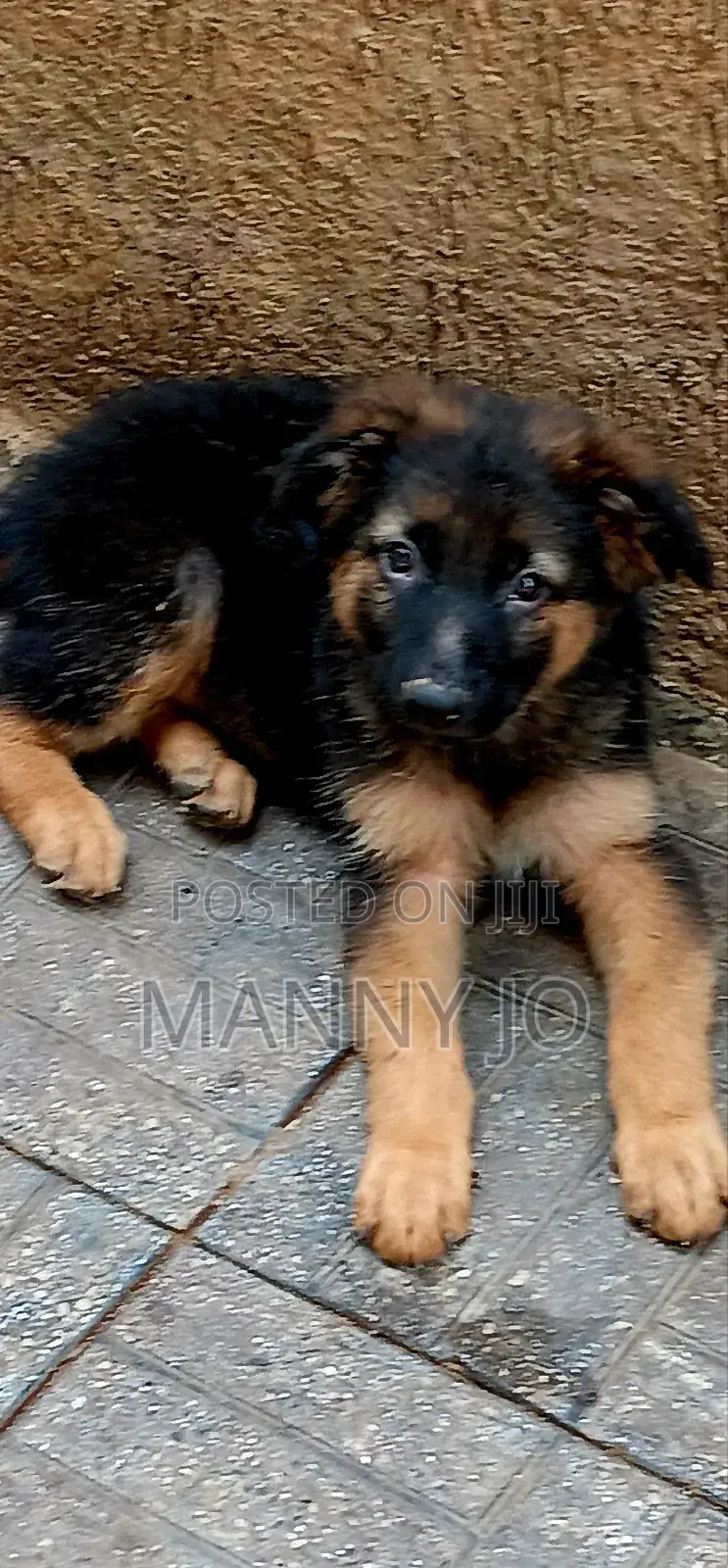 1-3 months Male Purebred German Shepherd