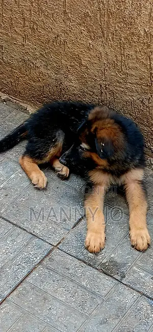 1-3 months Male Purebred German Shepherd