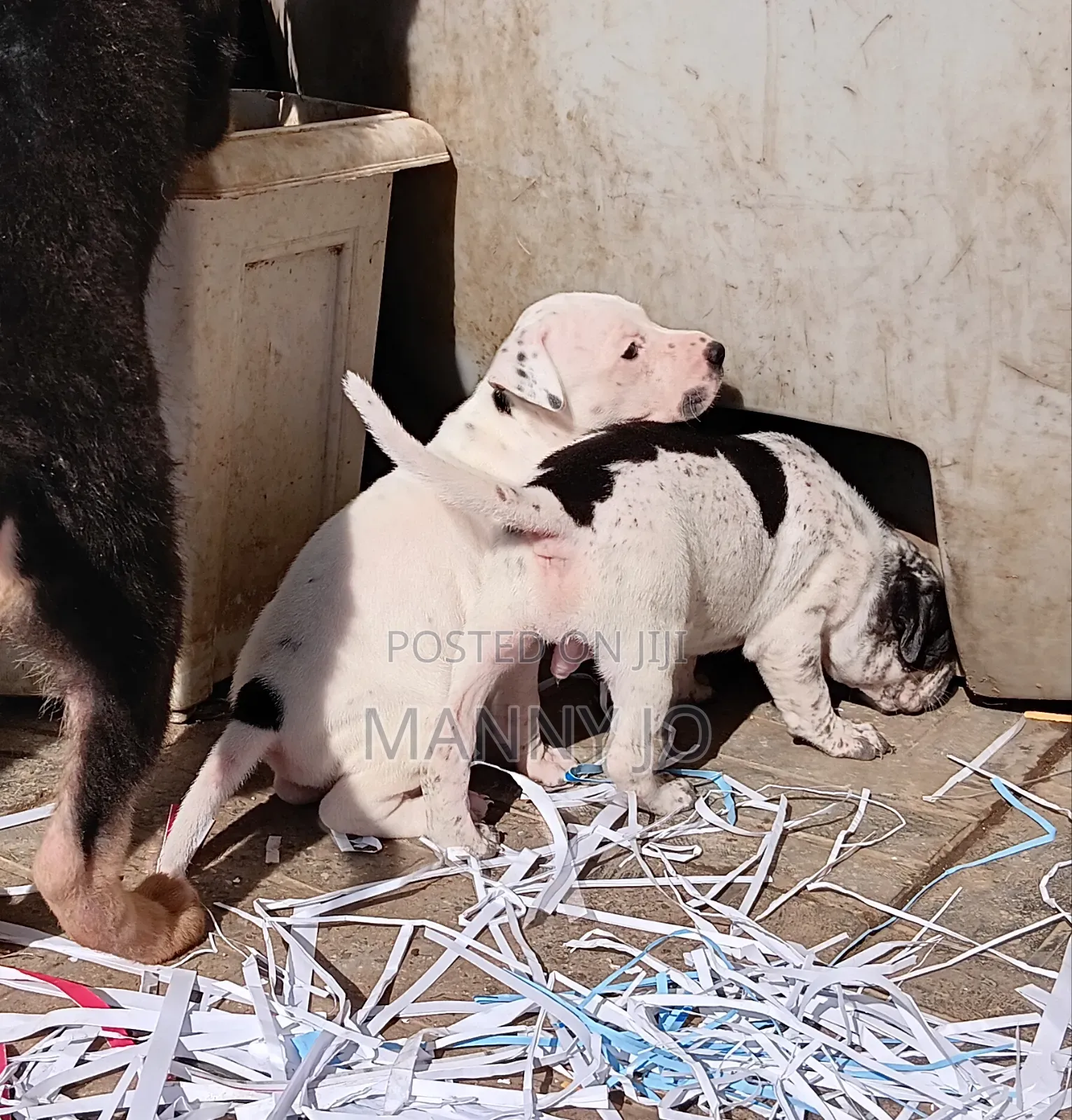 1-3 months Male Purebred American Pit Bull Terrier