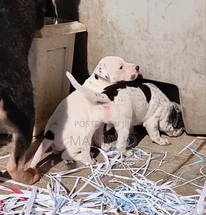 1-3 months Male Purebred American Pit Bull Terrier