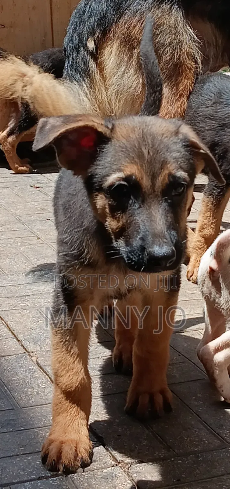 1-3 months Male Purebred German Shepherd
