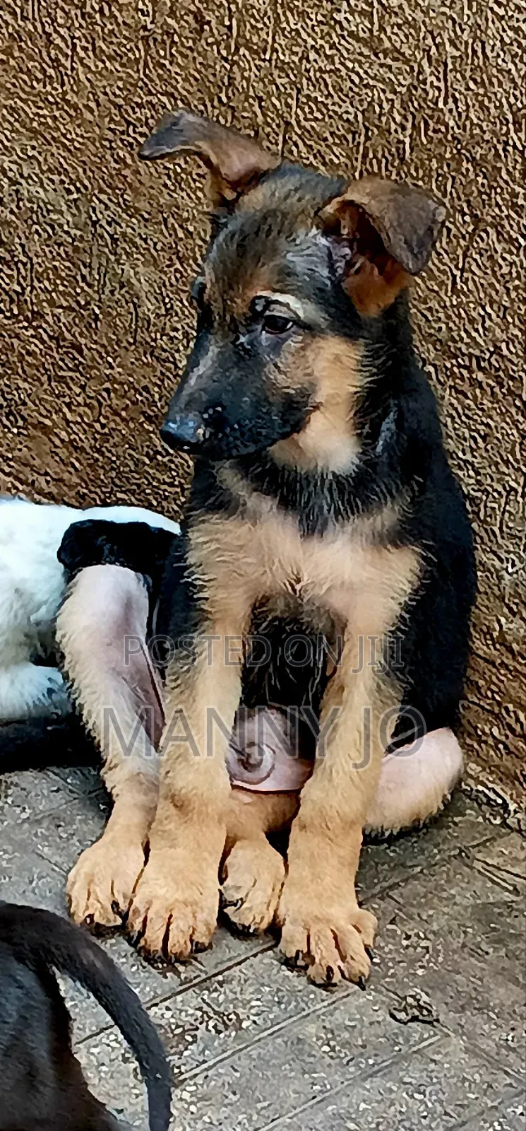 1-3 months Male Purebred German Shepherd
