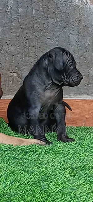 1-3 months Male Purebred Boerboel