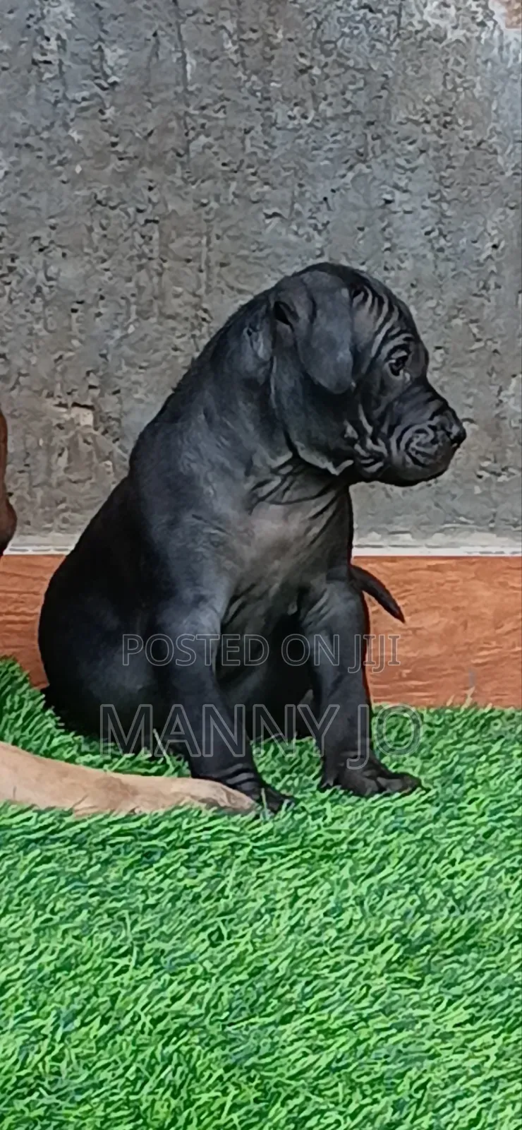 1-3 months Male Purebred Boerboel