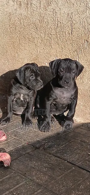 1-3 months Male Purebred Boerboel