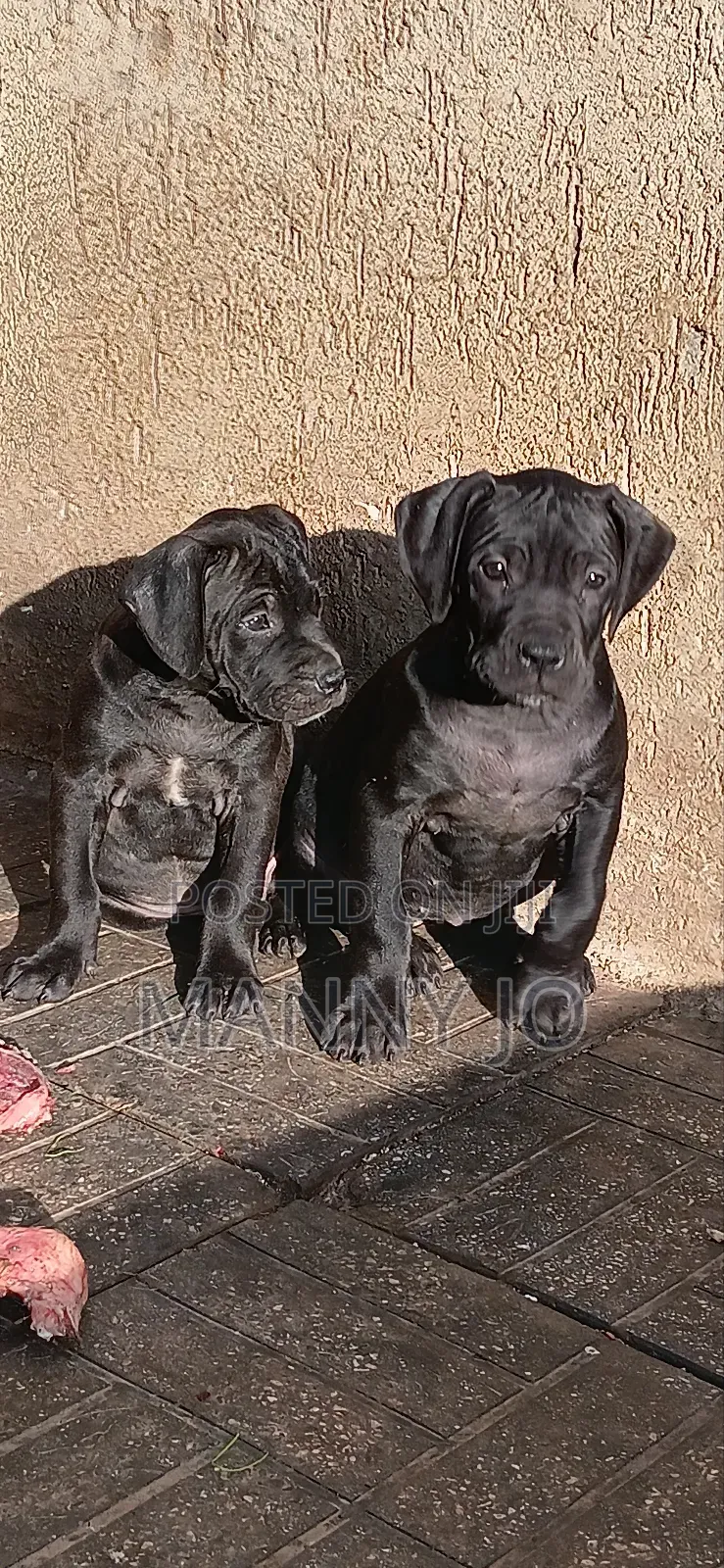 1-3 months Male Purebred Boerboel