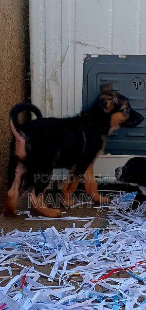 1-3 months Female Purebred German Shepherd