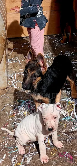 1-3 months Male Purebred German Shepherd