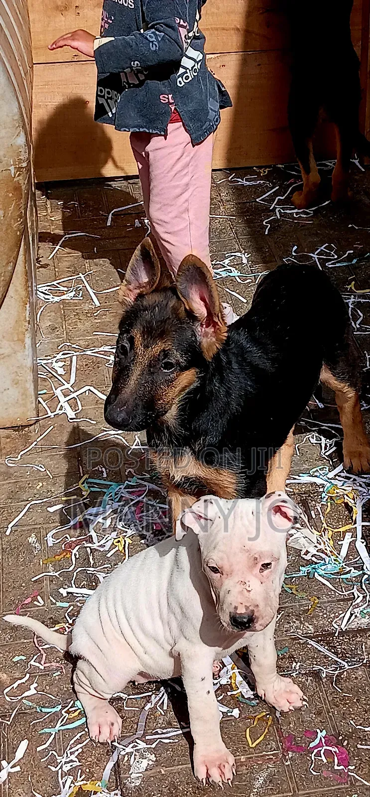 1-3 months Male Purebred German Shepherd