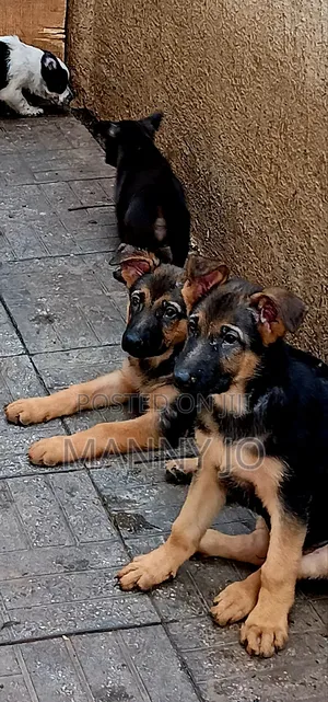 1-3 months Male Purebred German Shepherd