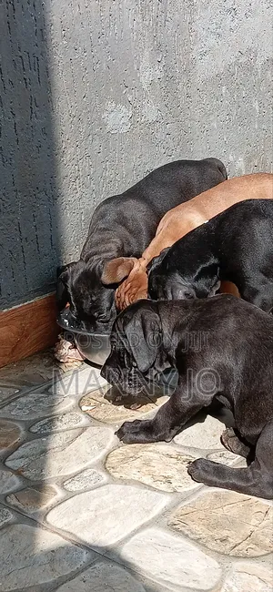 1-3 months Male Purebred Boerboel