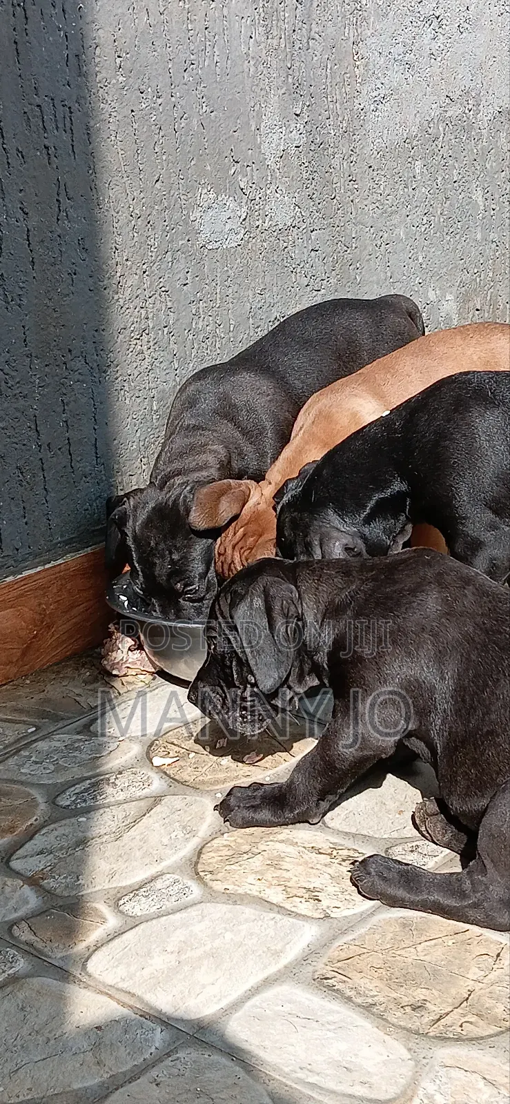 1-3 months Male Purebred Boerboel