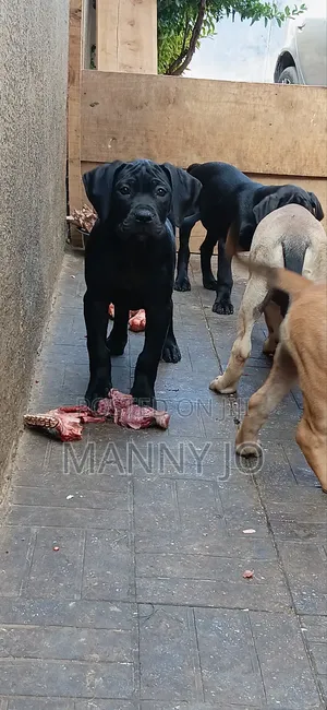 1-3 months Female Purebred Boerboel