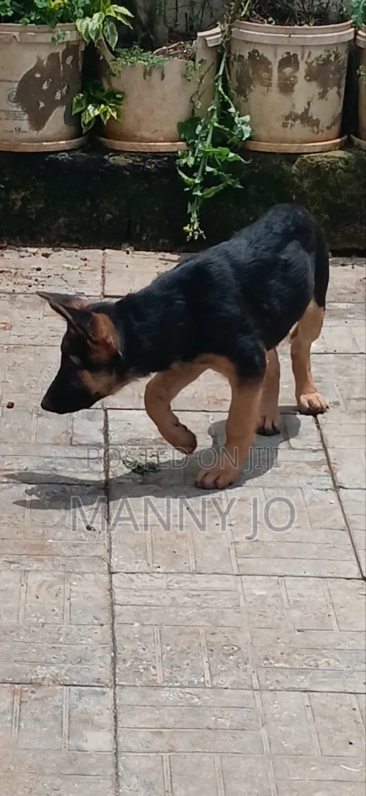 1-3 months Female Purebred German Shepherd
