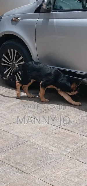 1-3 months Female Purebred German Shepherd