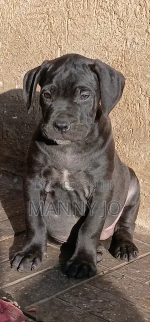 1-3 months Male Purebred Boerboel