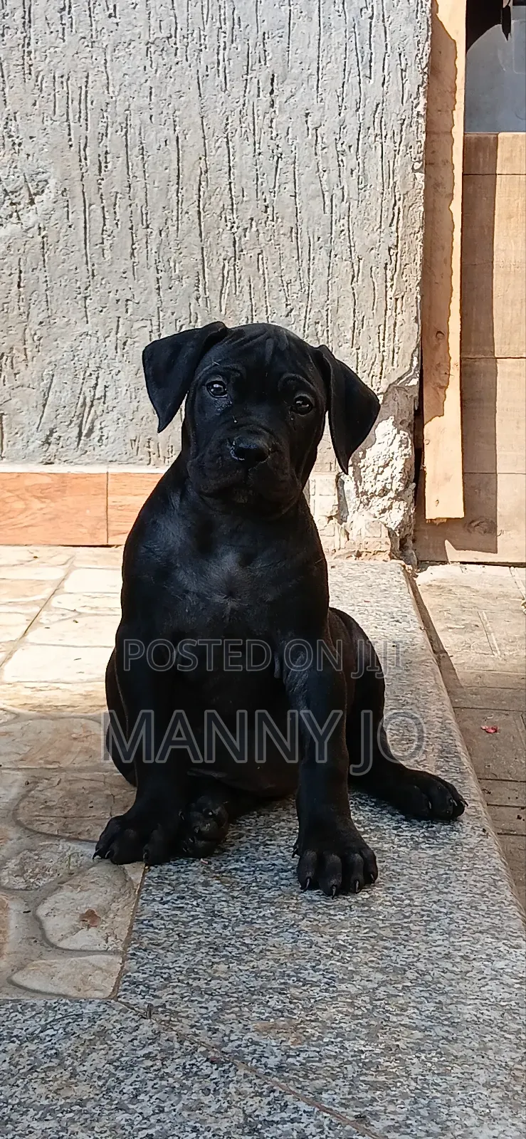 1-3 months Male Purebred Boerboel