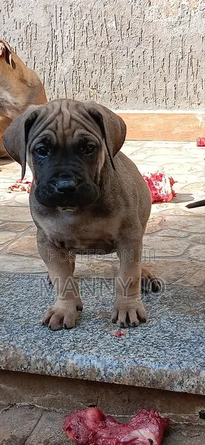 1-3 months Male Purebred Boerboel