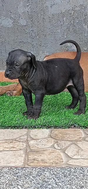 1-3 months Female Purebred Boerboel