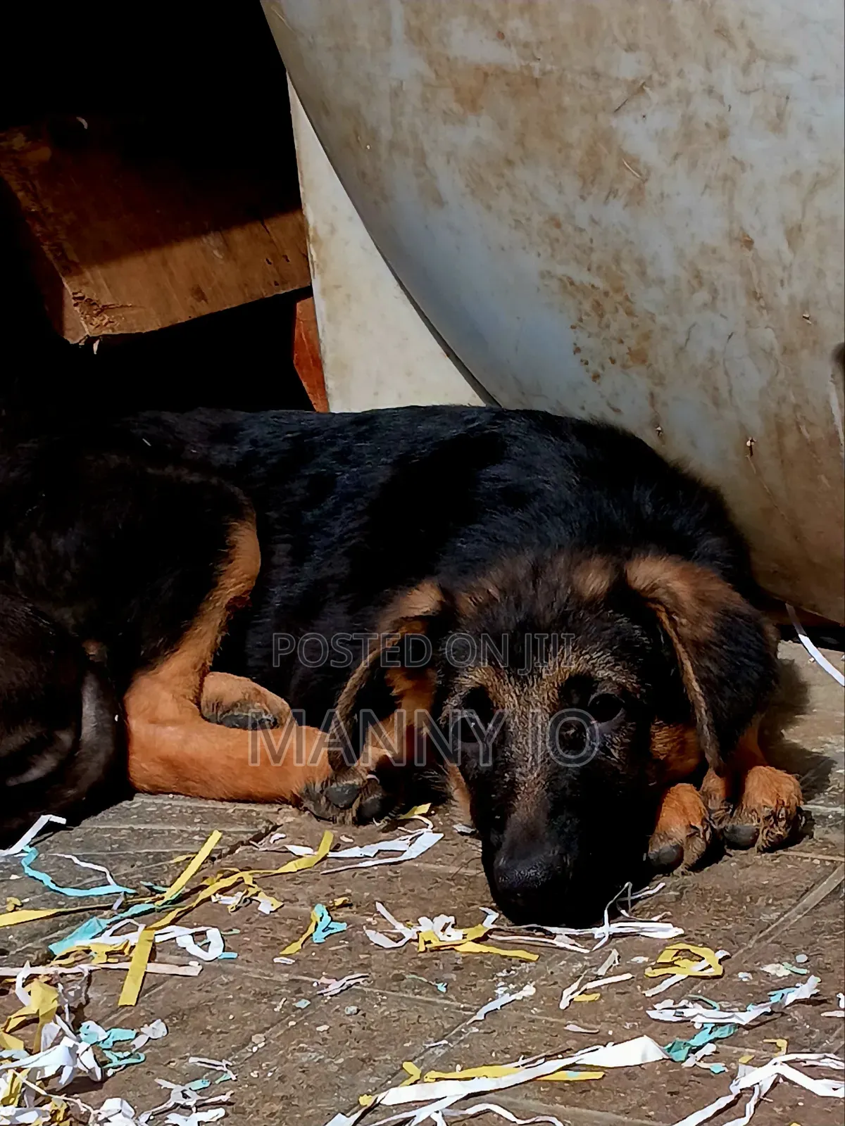 1-3 months Female Purebred German Shepherd