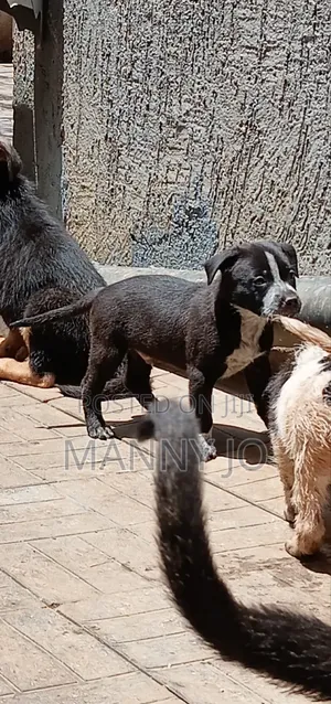 1-3 months Male Purebred American Pit Bull Terrier