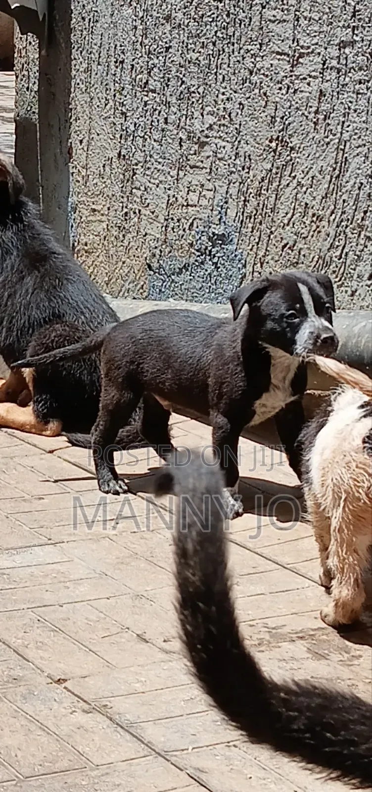 1-3 months Male Purebred American Pit Bull Terrier