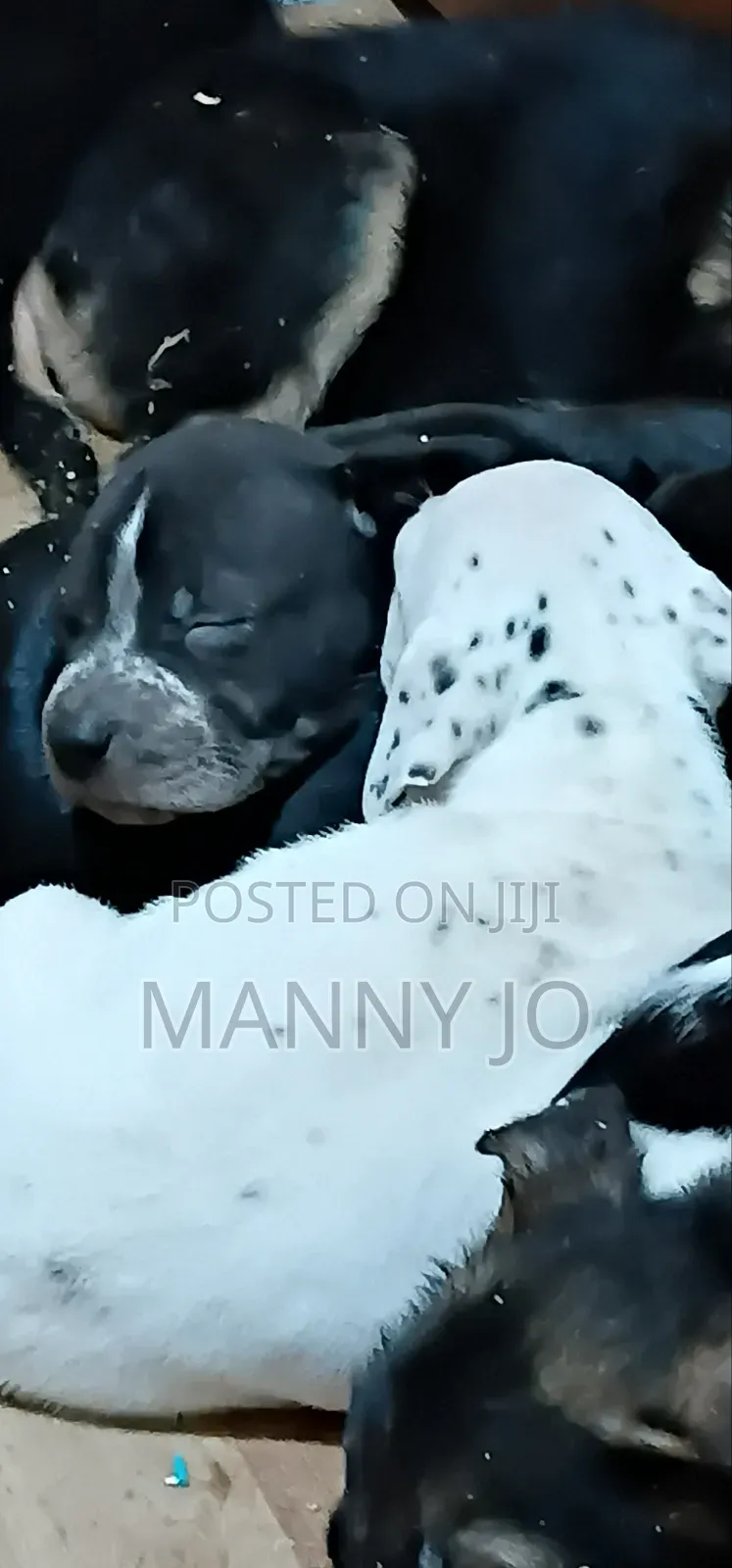 1-3 months Male Purebred American Pit Bull Terrier