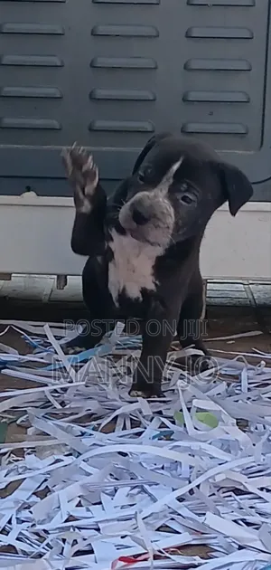 1-3 months Male Purebred American Pit Bull Terrier