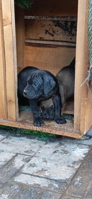 1-3 months Male Purebred Boerboel