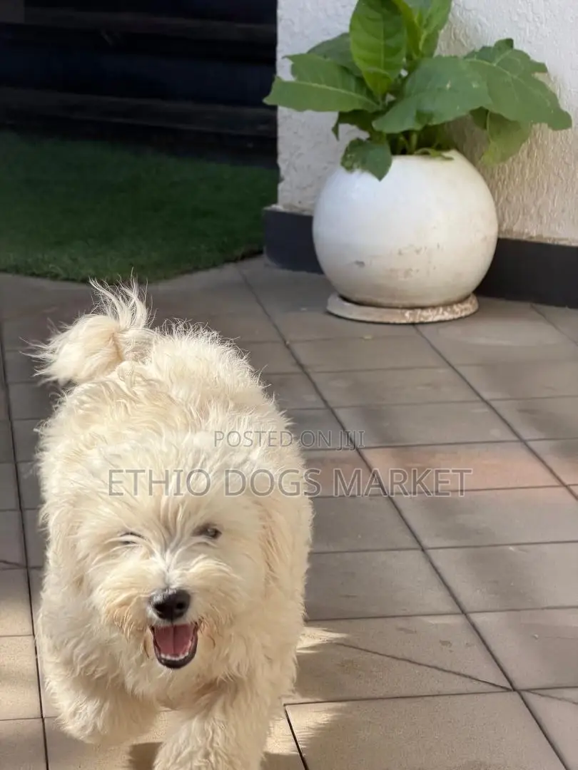 1-3 months Male Purebred Maltese
