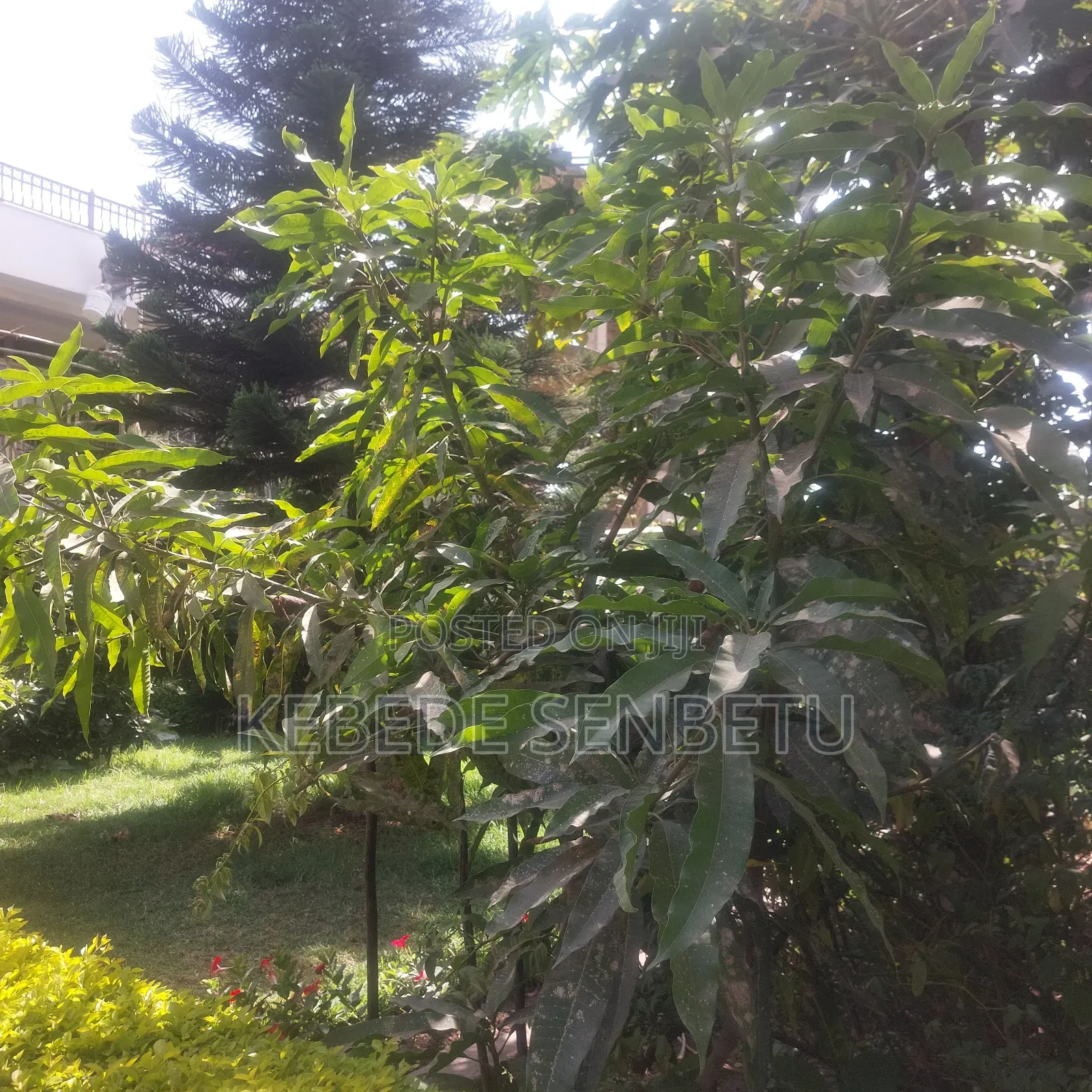 4bdrm House in Oromia, East Shewa for rent