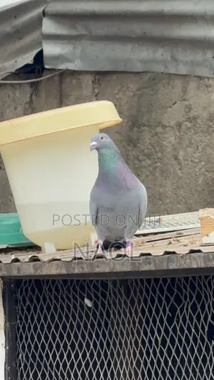 Berds / Pigeons